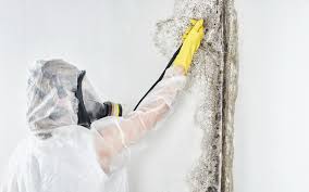 Best Mold Damage Restoration  in Silver Springs, NV